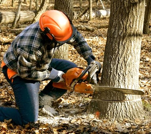 Tree Removal in Water View, VA